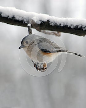 Titmouse