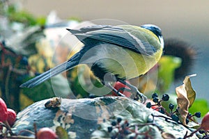 Titmouse on an autumn decoration