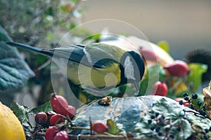 Titmouse on an autumn decoration