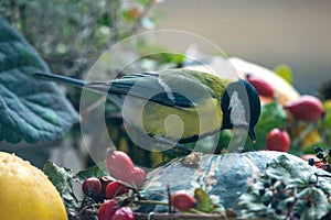 Titmouse on an autumn decoration