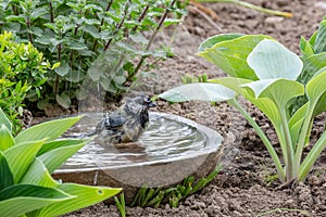A titmouse bathing in a stony bird bath with haziness by motion photo