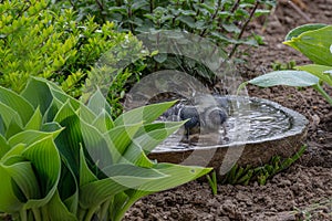 A titmouse bathing in a stony bird bath with haziness by motion photo