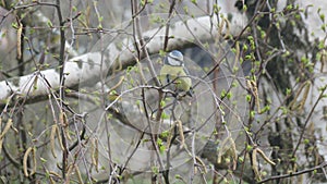 Titmouse on a birch branch