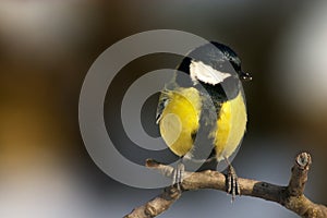 Titmouse bird
