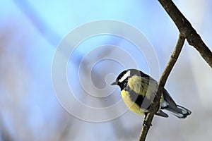 Titmouse bird