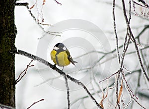 titmouse bird on branch of a tree close up