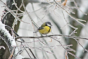 titmouse bird on branch of a tree closeup