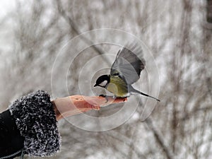 Titmouse bird in hand