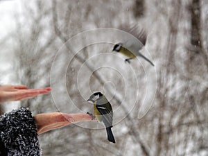 Titmouse bird in hand