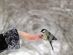 Titmouse bird in hand