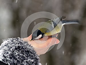 Titmouse bird in hand