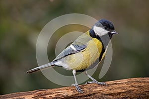 Titmouse bird - Parus Major