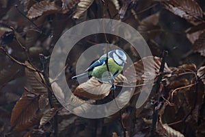 Titmouse bird perched atop a tree branch.