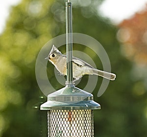 Titmouse Bird Perched on top of a Birdfeeder