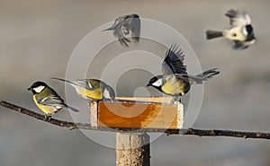 Titmouse birds