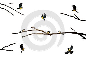 Titmouse birds on the tree branch isolated on the white,