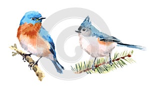 Titmouse and Bluebird Birds Watercolor Illustration Set Hand Drawn