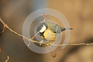 Titmouse on a branch