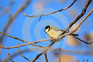 Titmouse on a branch