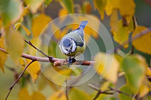 Titmouse on a branch