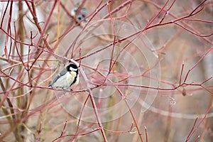 Titmouse on the branch