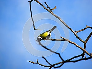 Titmouse on a branch