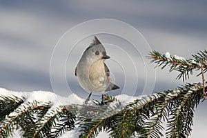 Titmouse On A Branch