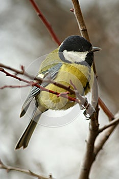 Titmouse on branch