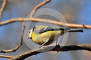 Titmouse on the branch