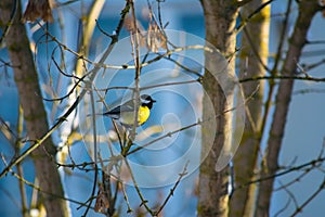 Titmouse on a branch