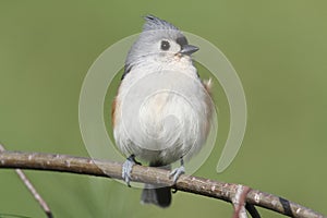 Titmouse On A Branch