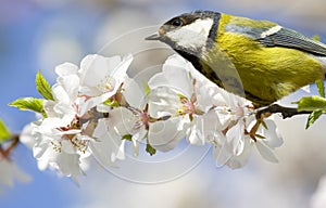 Titmouse on branch with cherry flowers