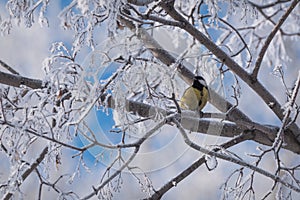 Titmouse branch hoarfrost tree winter