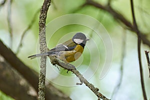 Titmouse on a branch in a spring park.