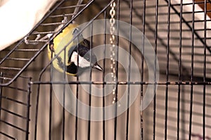 A titmouse in a cage, a captive bird, plays and crawls upside down