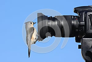 Titmouse on a Camera