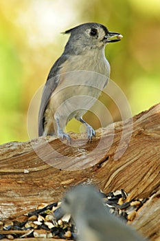 Titmouse eating seeds