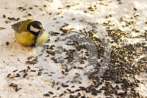 Titmouse eats sunflower seeds in the morning rays of the rising spring sun