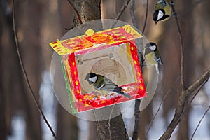Titmouse and feeder in the park. Birds