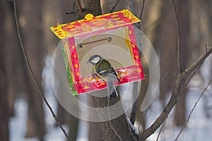 Titmouse and feeder in the winter park