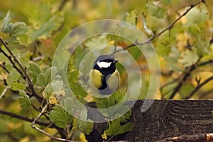 A titmouse flew into the garden in the fall photo