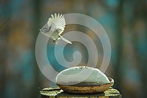 Titmouse in flight in the snow