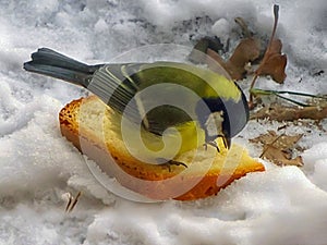 - a titmouse with a large piece of bread.