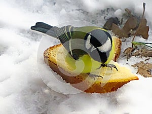 - titmouse on a large piece of bread.