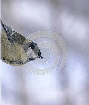 Titmouse at a party