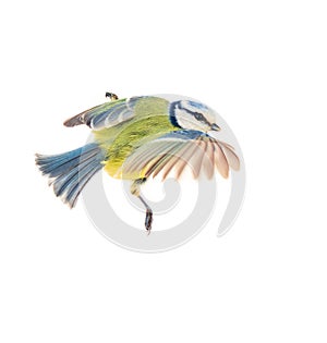 Titmouse (Parus caeruleus) in flight