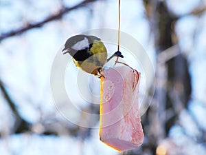 Titmouse Parus eating.