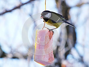 Titmouse Parus eating.