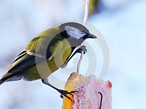 Titmouse Parus eating.