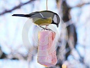 Titmouse Parus eating.